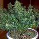 Семена каннабиса Sweet Tooth auto fem MASTER SEED