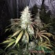 Семена каннабиса White Widow auto fem MASTER SEED