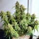 Семена каннабиса White Widow CBD auto fem MASTER SEED