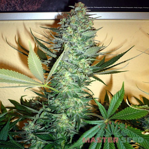 Семена каннабиса AK-47 fem MASTER SEED
