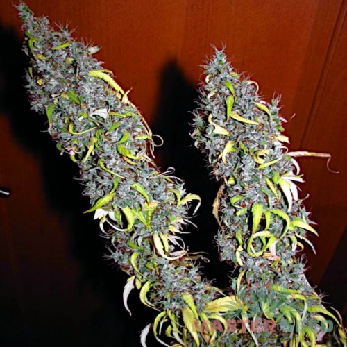 Семена каннабиса Amnesia Haze fem MASTER SEED