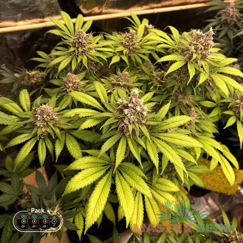 Семена каннабиса Big Bang fem MASTER SEED