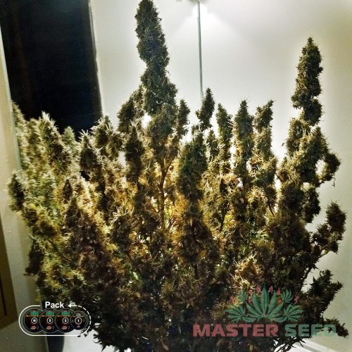 Семена каннабиса Big Bang fem MASTER SEED