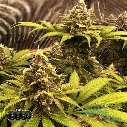 Семена каннабиса Big Bang fem MASTER SEED