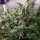 Насіння канабісу Blue Dream fem MASTER SEED