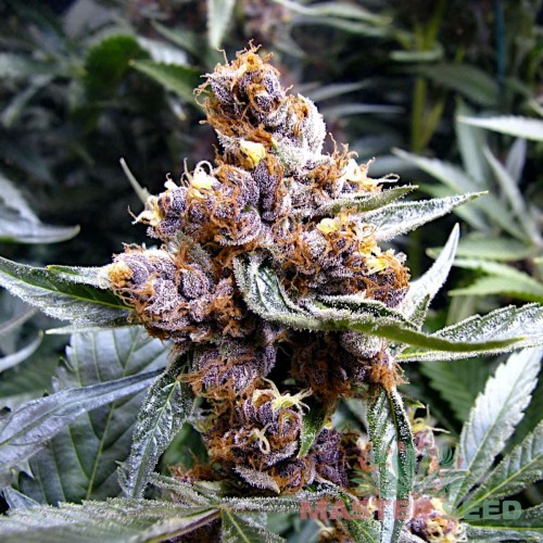 Семена каннабиса Blueberry fem MASTER SEED