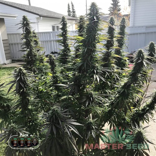 Семена каннабиса Bruce Banner fem MASTER SEED