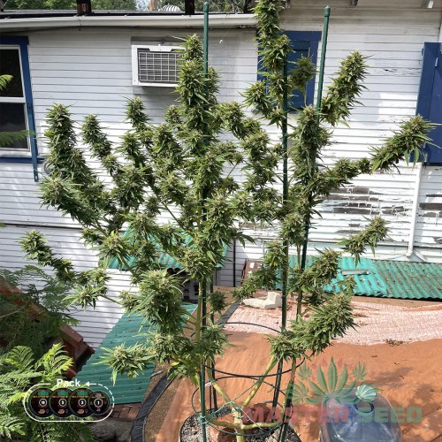 Семена каннабиса Critical Kush fem MASTER SEED