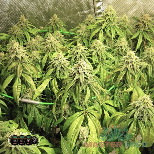 Семена каннабиса Critical Kush fem MASTER SEED