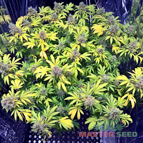 Насіння канабісу Early Skunk fem MASTER SEED