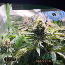 Gelato fem MASTER SEED