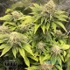 Насіння канабісу Gorilla Glue fem MASTER SEED