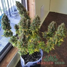 Kalashnikova fem MASTER SEED