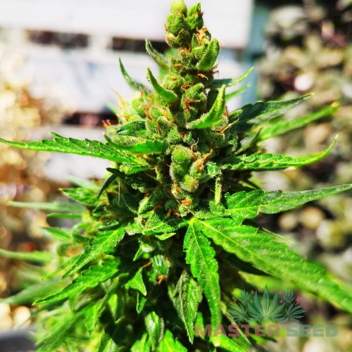 Насіння канабісу Kali Mist fem MASTER SEED
