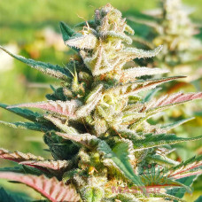 Purple Kush fem MASTER SEED