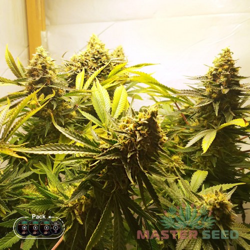 Семена каннабиса Tutankhamon fem MASTER SEED